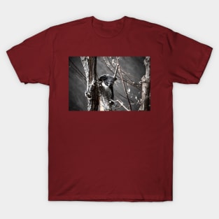 Koala T-Shirt